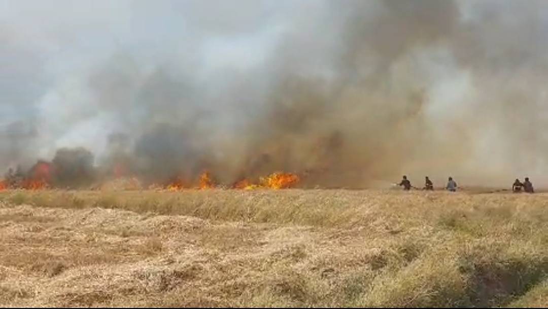 مهار آتش در مزارع شهرستان سنقروکلیلیی