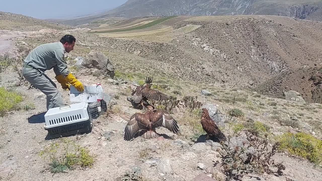 بازگشت چهار بال پرنده شکاری به طبیعت مشگین‌شهر