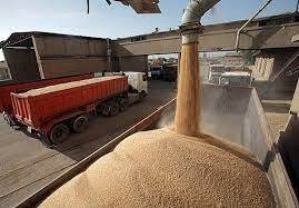 خرید بیش از 490 هزار تن گندم از کشاورزان آذربایجانغربی
