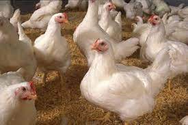 برخورد با عرضه‌کنندگان مرغ زنده در بهبهان