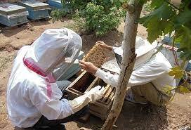 توصیه دامپزشکی طرقبه شاندیز به زنبورداران برای مقابله با گرما