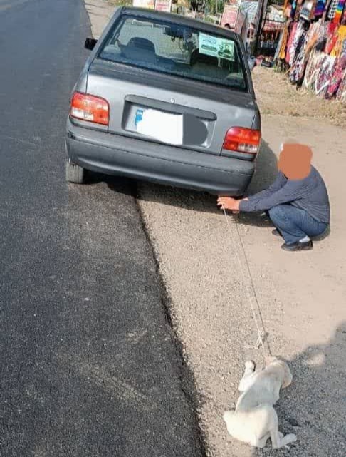 فرد حیوان آزار در فومن شناسایی شد.