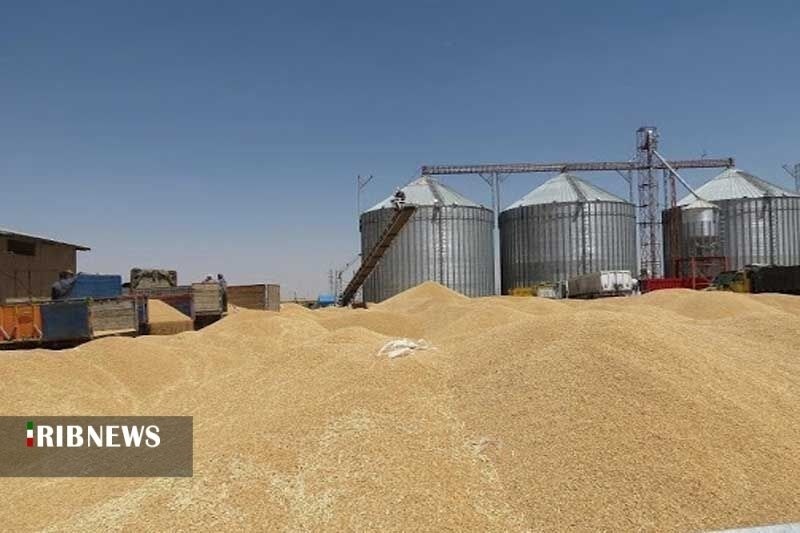 خرید تضمینی ۳۷۰ هزار تن گندم در استان همدان