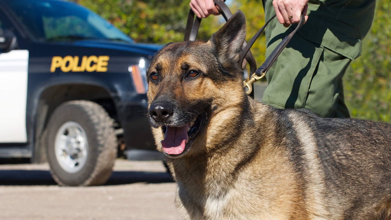 محافظت فناوری‌نانو از سگ‌های پلیس