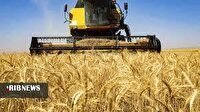 افزایش صد درصدی برداشت گندم از مزارع بافت.