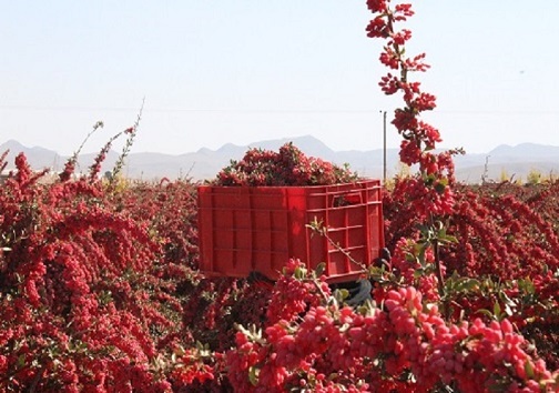 کشاورزان افین زیرکوه در انتظار تسهیلات  برای ایجاد احداث مجتمع بارگاهی زرشک