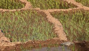 کشاورزان استان اردبیل از کشت محصولات آب‌بر خودداری کنند