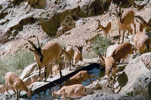 منطقه حفاظت شده باشگل سرشماری شد