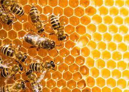 استان بوشهر قابلیت تولید ۲ هزار تن عسل کُنار دارد