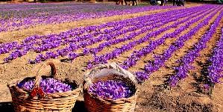 توزیع ۶۵ تن پیاز زعفران در کنگاور و کرمانشاه