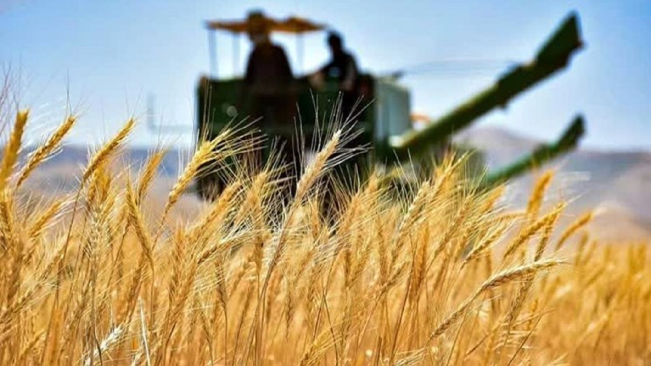 میزان خرید گندم در استان اردبیل به ۲۲۵ هزار تن رسید
