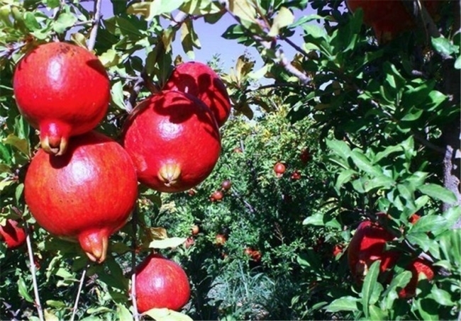 میوه رسانی به نیازمندان از طریق «شجره طیبه»