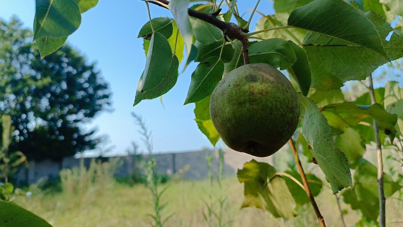 خوج گیلان به بازار آمد.