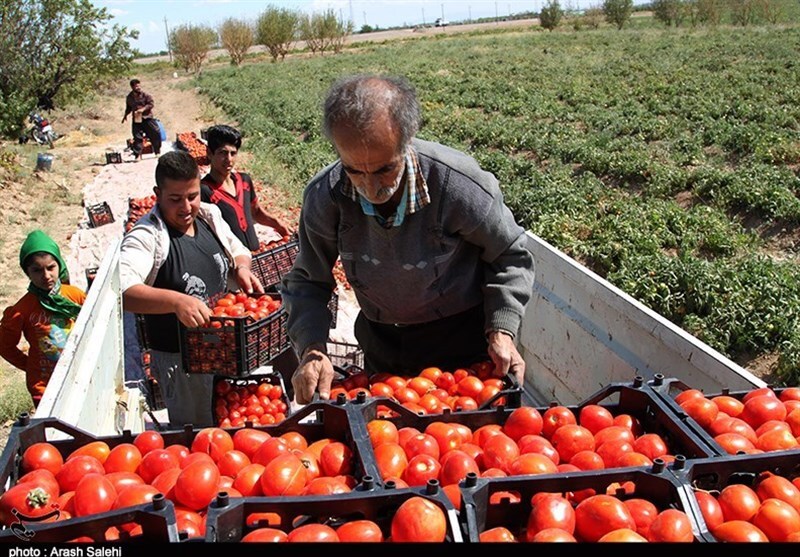 عرضه مستقیم محصولات کشاورزان با همکاری شهرداری اصفهان