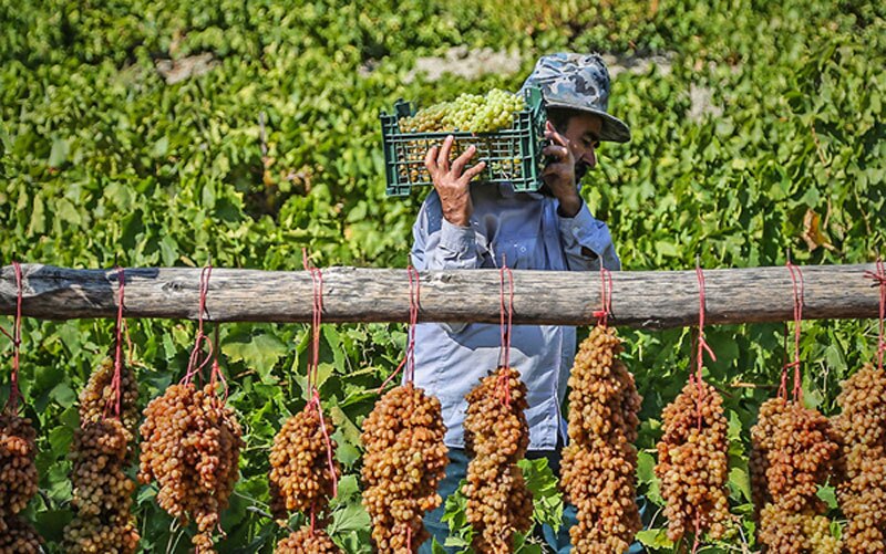 آغاز خرید انگور برای تولید کنسانتره در شاهرود