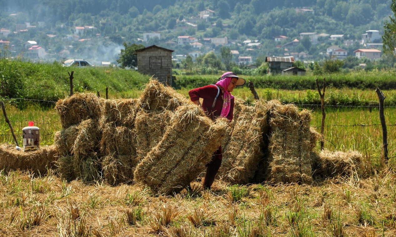 سوال از وزیر جهاد کشاورزی درباره واردات غیرقانونی برنج