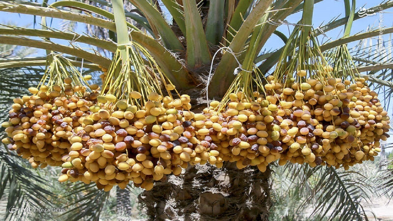 آبادان و شادگان رکورددار برداشت محصول خارک و رطب