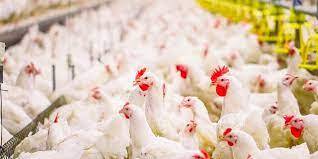 افزایش تولید مرغ در استان بوشهر