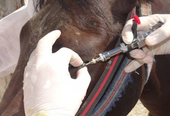 معدوم سازی یک راس اسب مبتلا به بیماری مشمشه در یاسوج