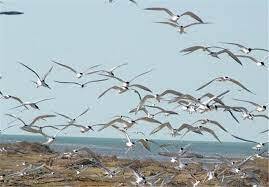 حلقه گذاری پرندگان مهاجر تابستان گذران درجزایر نخیلو و ام الگرم