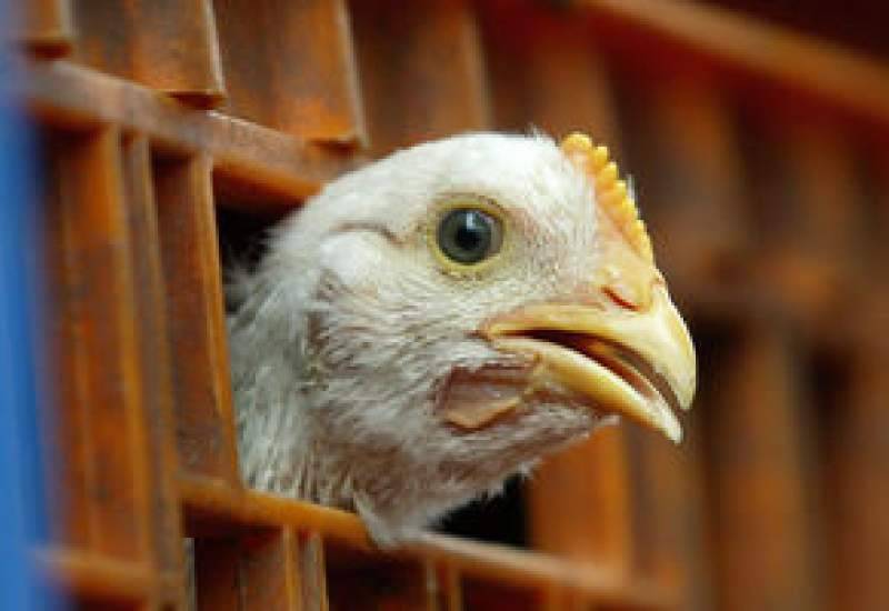 توقیف دومین تریلر حامل مرغ گوشتی قاچاق در قاینات