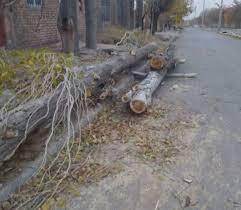 پوسیدگی ریشه؛ علت قطع درخت در پارک ملت تربت حیدریه