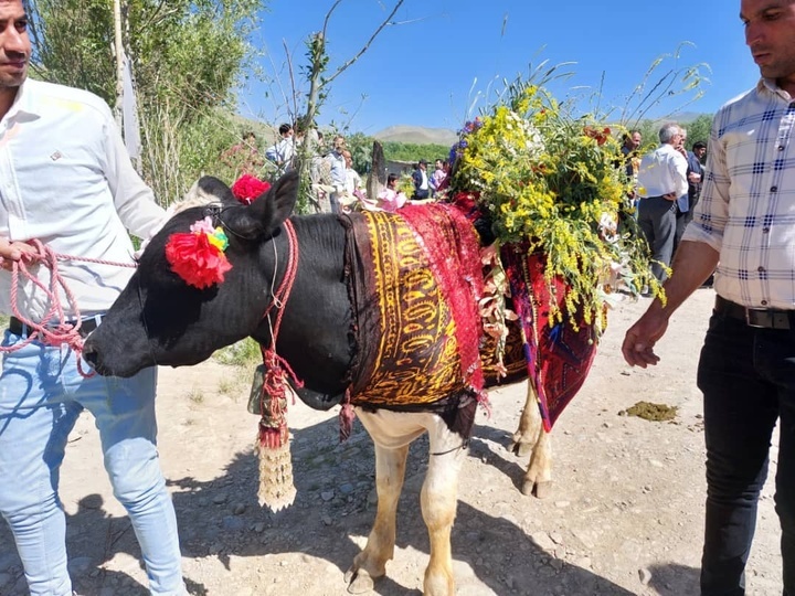 ثبت آیین روستایی نورسله (اوکوز بزمه) روستای تازه کند