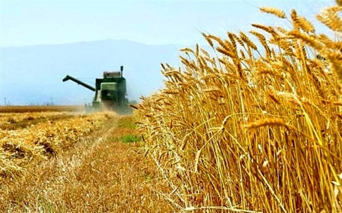 افزایش ۳۰ درصدی تولید گندم در هشترود