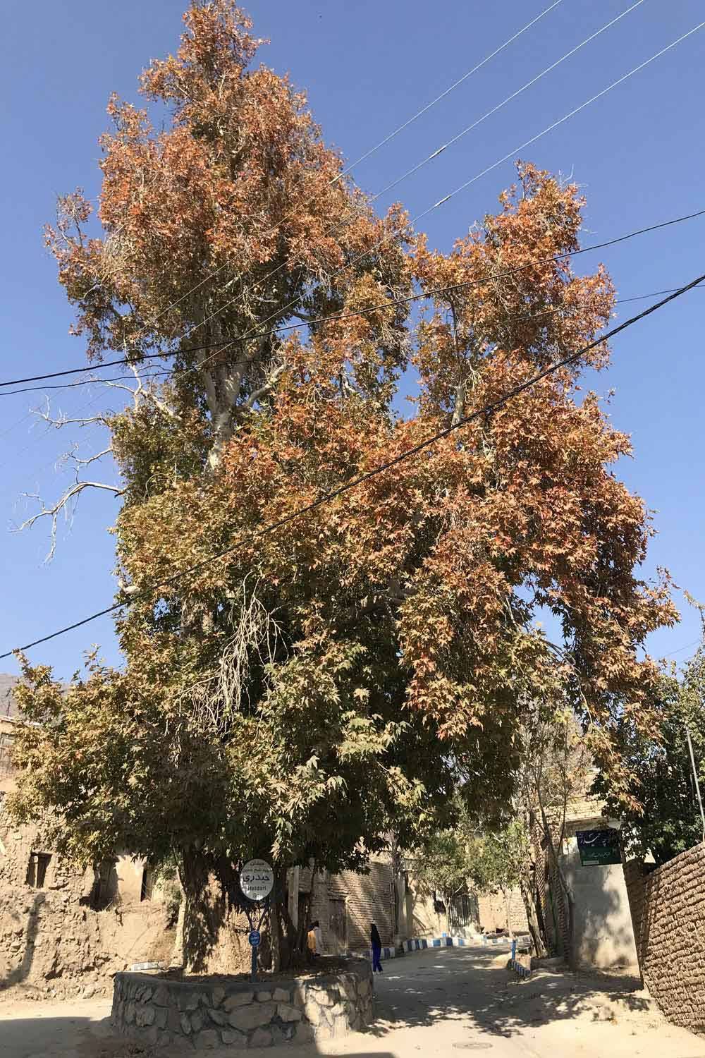 ثبت درخت کهنسال روستای ابرسج شاهرود در فهرست میراث  ملی