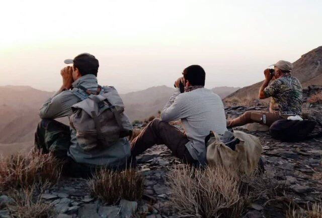پایان سرشماری علفخوران وحشی در قرق‌های اختصاصی استان یزد