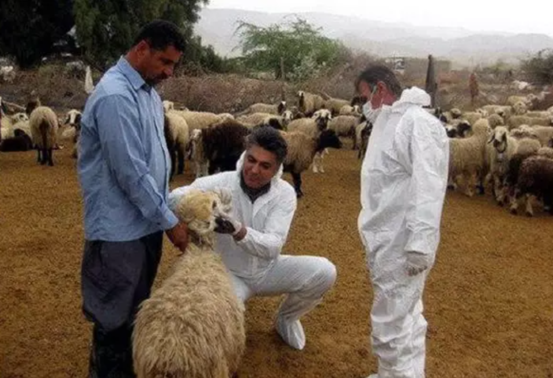 هشدار دامپزشکی بوشهر در خصوص بیماری تب کریمه کنگو