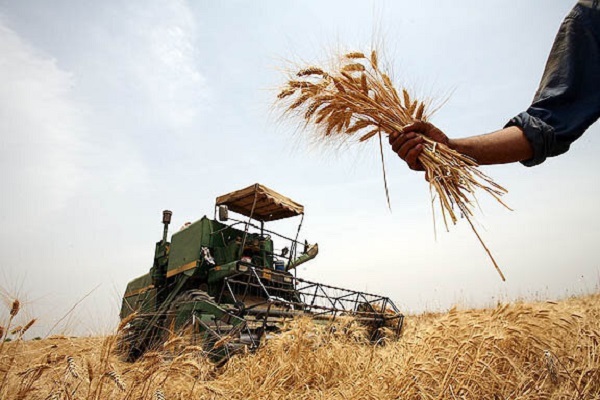 مطالبه باقیمانده گندمکاران خوزستان ۸ هزار میلیارد تومان است