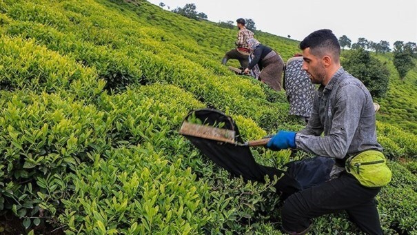 پرداخت بیش از ۵۰ درصد بهای برگ سبز چای به چایکاران شمال کشور