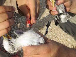 آغاز حلقه گذاری پرندگان در زیستگاههای آذربایجانغربی