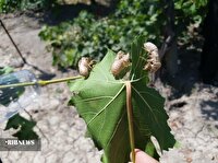 زنجره مو آفت جان تاکستانهای ارومیه