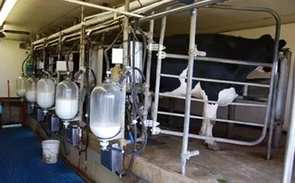 افزایش ۳۷ درصدی خرید شیر در تعاونی‌های روستایی خراسان جنوبی