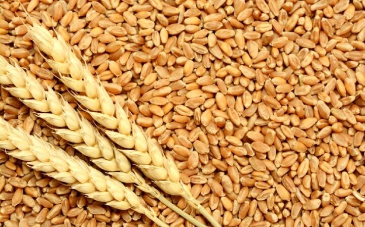 خرید بیش از ۱۵ هزار تن گندم بذری از کشاورزان خوزستان