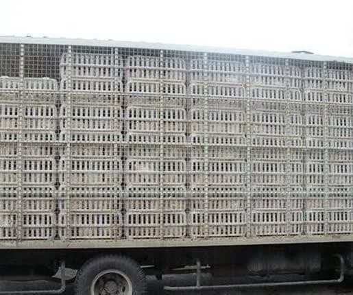 کشف ۲ هزار و ۸۰۰ کیلوگرم مرغ فاقد مجوز در کنگاور