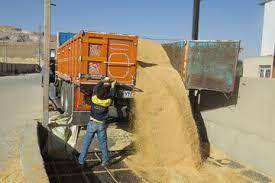خرید تضمینی حدود 45 هزار تن گندم در مهاباد