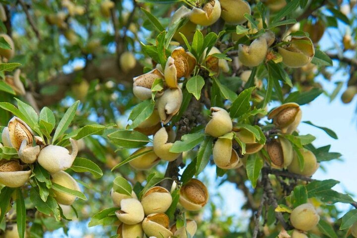 آغاز برداشت بادام از باغ‌های نی‌ریز