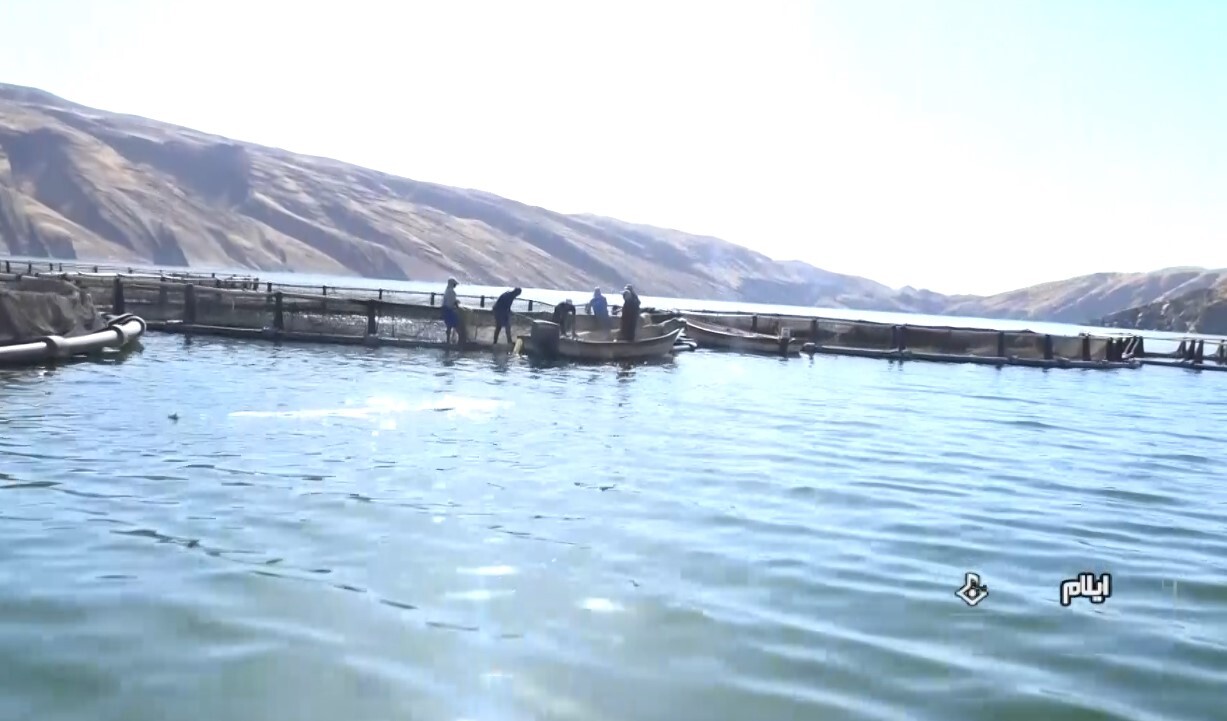 رهاسازی ۱۰۰ هزار بچه ماهی در دریاچه سد سیمره