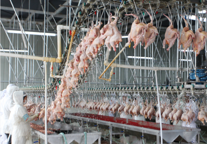تولید بیش از ۷۰ هزار تُن گوشت در گیلان