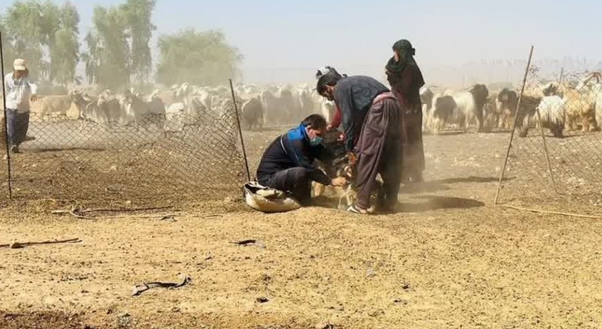 ایمن سازی دام‌های گتوند علیه بیماری طاعون نشخوارکنندگان کوچک