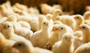 افزایش ۶۰ درصدی جوجه ریزی در مرغداری‌های بوشهر