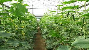تولید سالانه ۱۱ هزار تن صیفی و سبزی در گلخانه‌های آذربایجانغربی