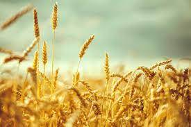 خرید ۴۷ هزار تن گندم کشاورزان بوشهری