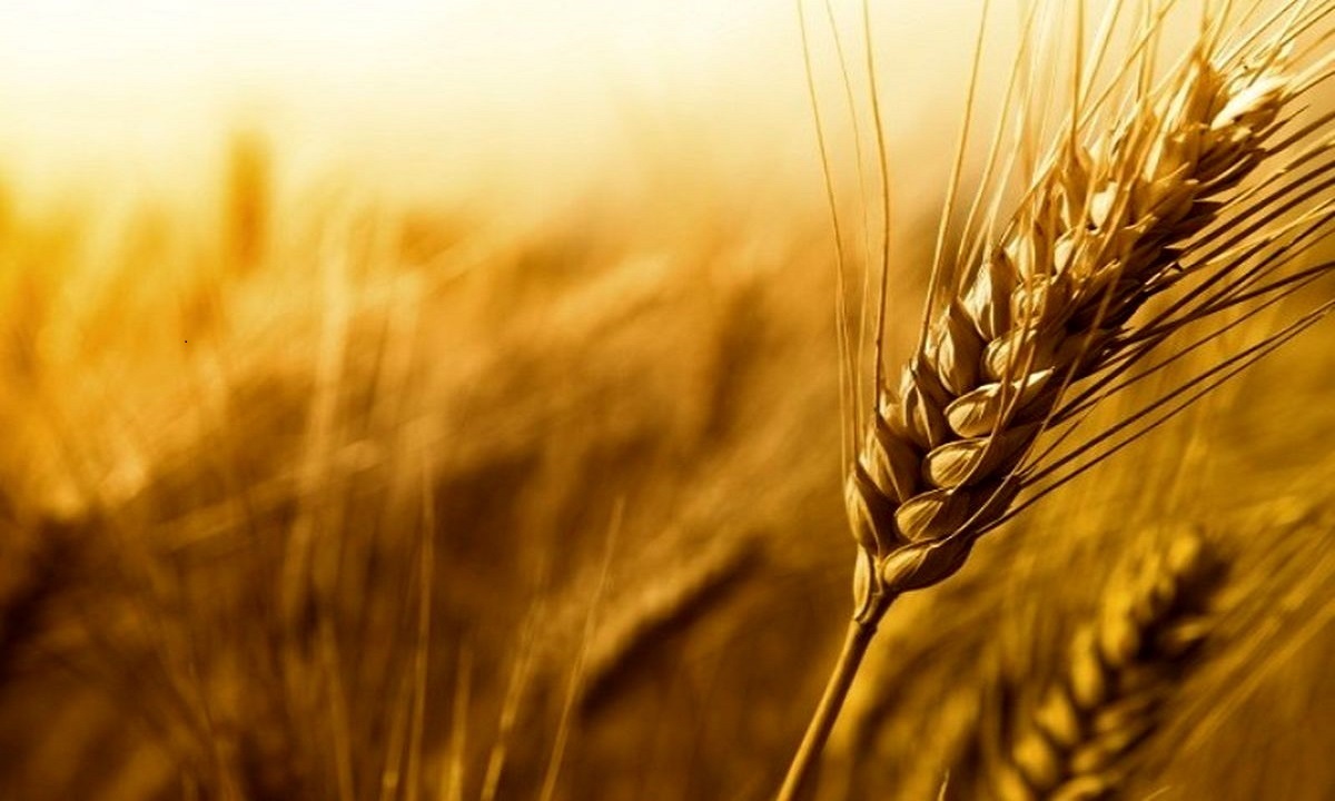 تولید ۳ هزار تن بذر گندم و جو در البرز+فیلم