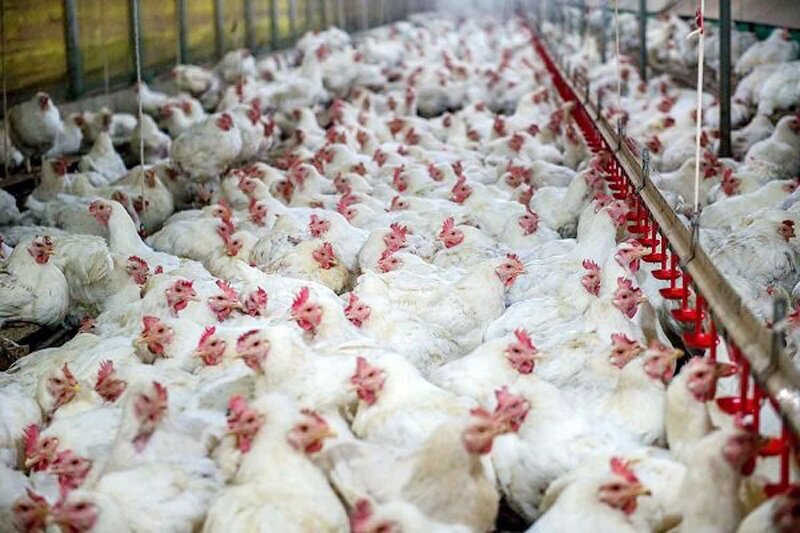 تولید ۶ هزار تن گوشت مرغ در استان بوشهر