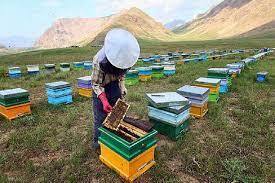 سرشماری پاییزی کلنی زنبور عسل در اردبیل