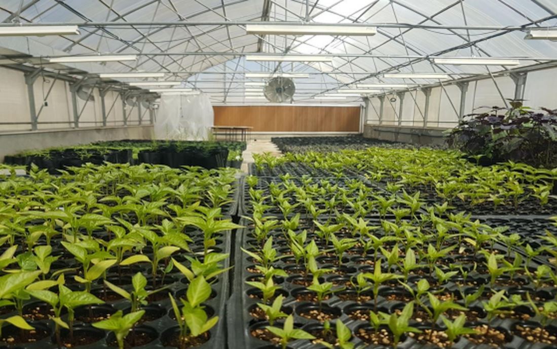 تولید انبوه گیاهان همسان توسط واحد دانش بنیان در یزد